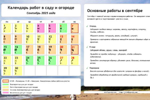 Календарь огородника-садовода на сентябрь 2025 года