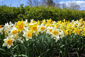 Декоративный цветник