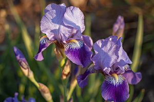 Ирисы