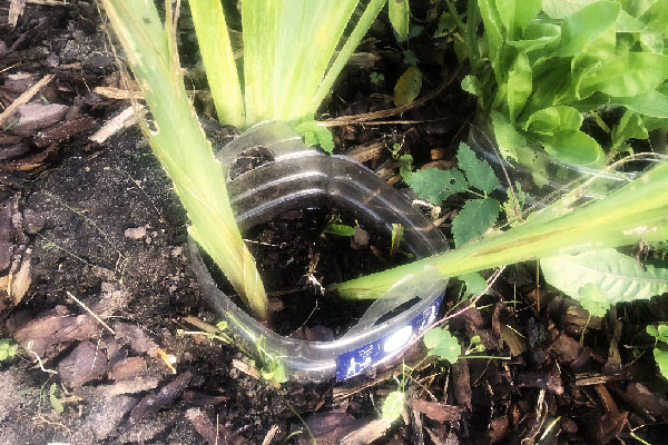 Корзинки для тюльпанов и не только